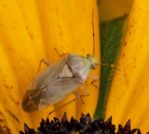 Lygus sp.