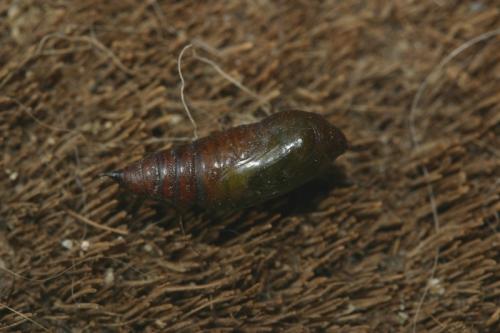 Periphanes cora