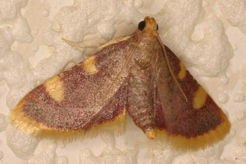Hypsopygia costalis