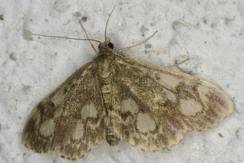 Anania coronata