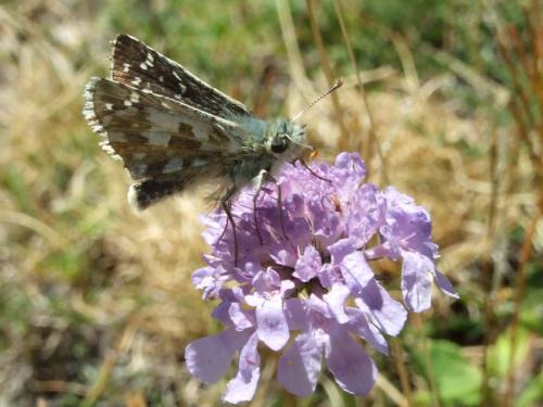Pyrgus sp.