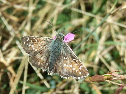 Réf. 23 362 : Pyrgus sp.