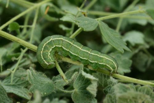 Periphanes cora