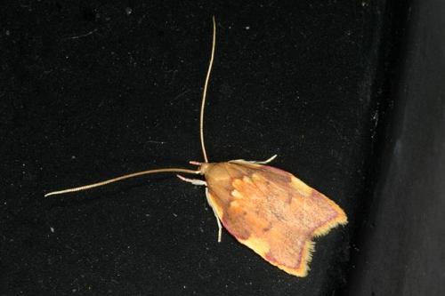 Réf. 23 391 : Carcina quercana