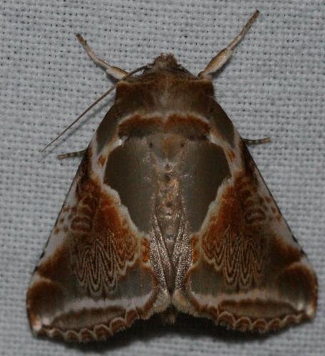 Réf. 23 376 : Habrosyne pyritoides