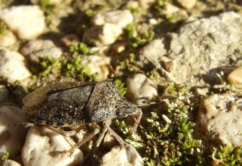 Rhaphigaster nebulosa
