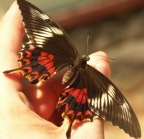 Papilio polytes