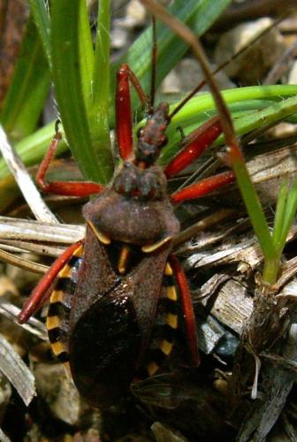 Rhynocoris erythropus