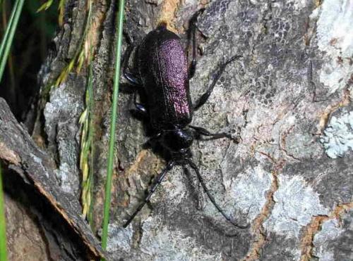 Ropalopus insubricus