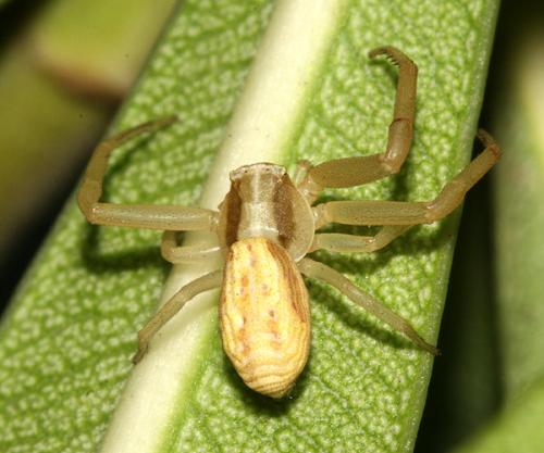 Réf. 23 527 : Runcinia grammica