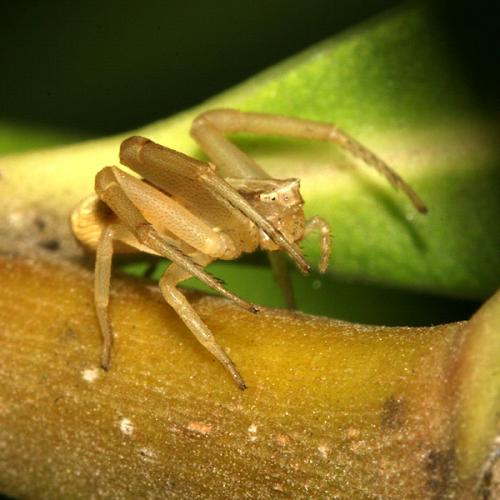 Réf. 23 528 : Runcinia grammica