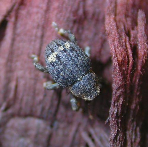 Réf. 23 292 : Echinodera hypocrita