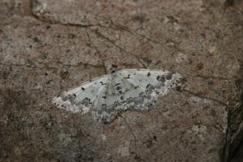 Scopula honestata