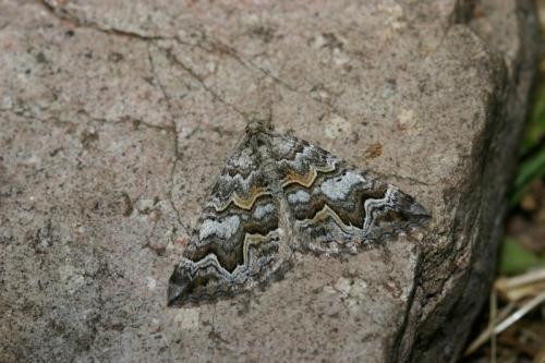 Scotopteryx obvallaria