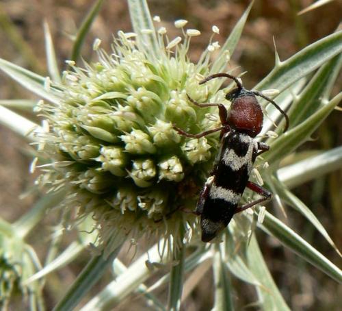 Réf. 23 629 : Chlorophorus trifasciatus