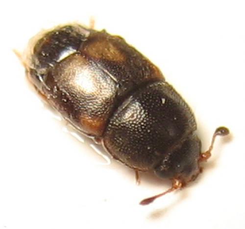 Carpophilus hemipterus