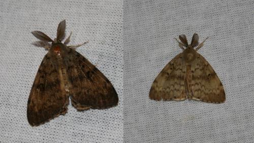 Lymantria dispar