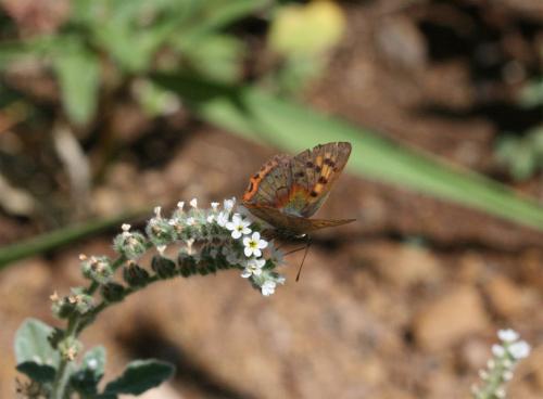 Lycaena phlaeas