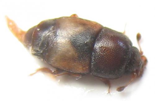 Carpophilus hemipterus