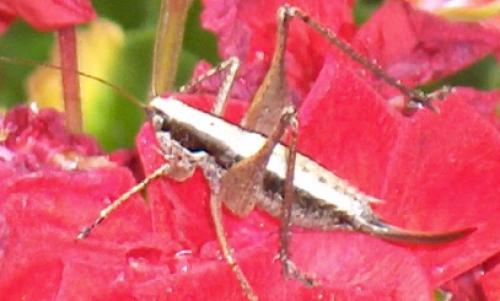 Yersinella raymondii