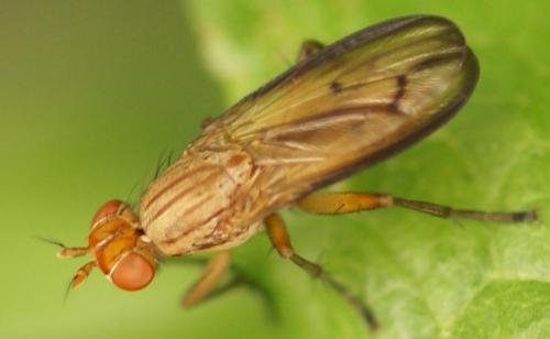 Tetanocera elata