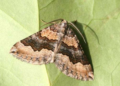 Scotopteryx coelinaria