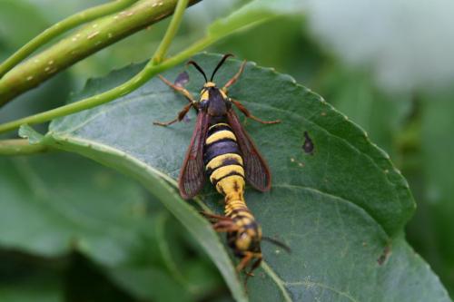 Sesia apiformis