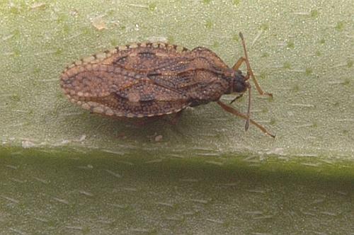 Réf. 23 006 : Dictyla convergens