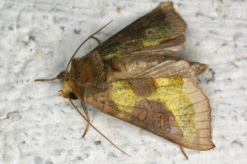 Diachrysia sp.