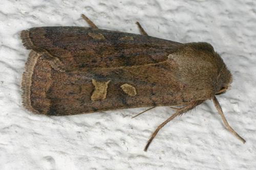 Réf. 23 667 : Xestia xanthographa