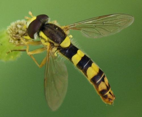 Réf. 23 077 : Sphaerophoria scripta