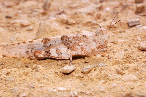 Réf. 23 384 : Sphingonotus caerulans