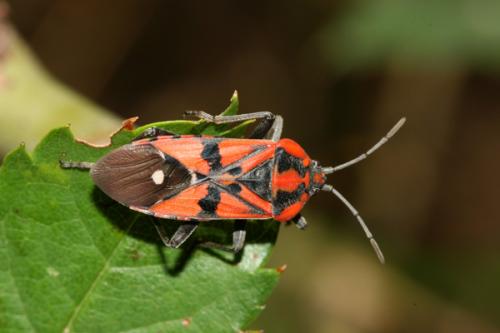 Réf. 23 562 : Spilostethus pandurus