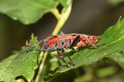 Spilostethus pandurus