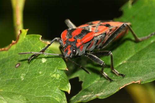 Spilostethus pandurus