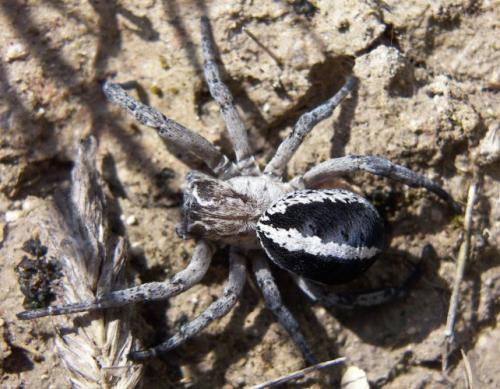 Réf. 23 789 : Stegodyphus lineatus