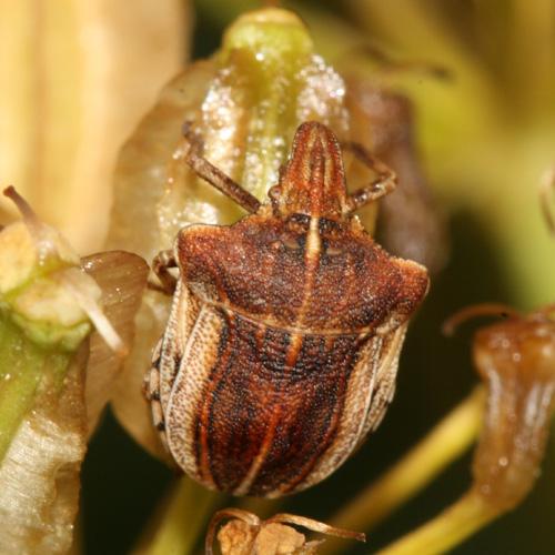 Réf. 23 188 : Sternodontus obtusus