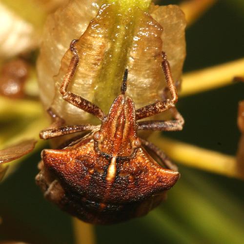 Réf. 23 189 : Sternodontus obtusus