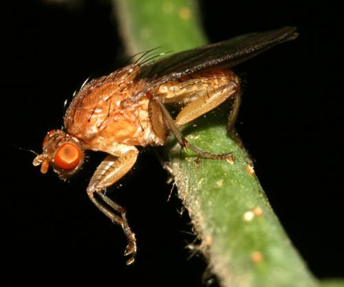 Réf. 23 526 : Suillia sp.