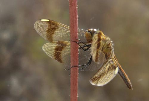 Réf. 23 821 : Sympetrum pedemontanum