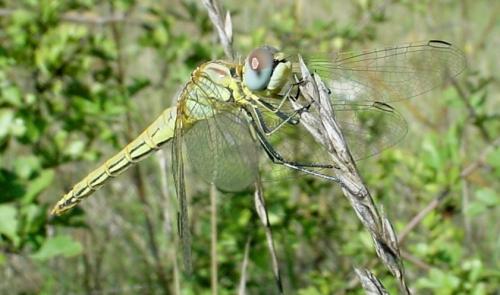 Sympetrum fonscolombii