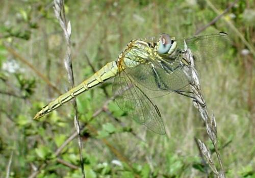 Sympetrum fonscolombii