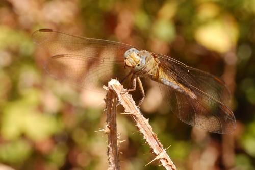 Orthetrum coerulescens