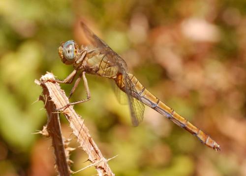 Réf. 23 193 : Orthetrum coerulescens