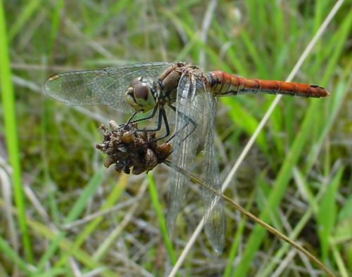 Sympetrum sanguineum