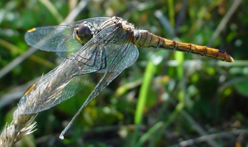 Réf. 23 303 : Sympetrum sanguineum