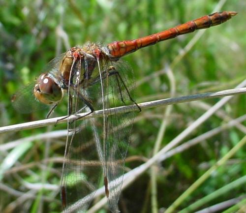 Sympetrum striolatum