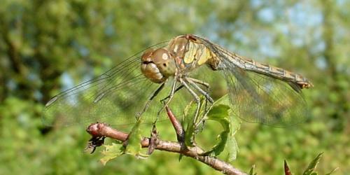 Sympetrum striolatum
