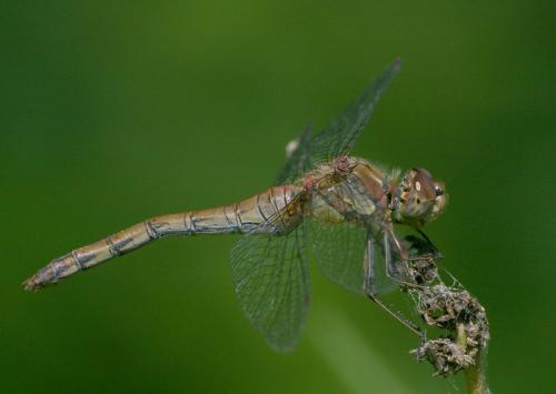 Sympetrum striolatum