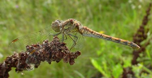 Sympetrum striolatum